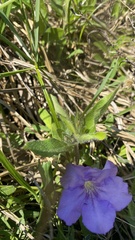 Ruellia caroliniensis heteromorpha