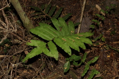 Blechnum chilense