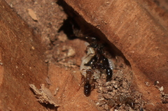 Heteroponera