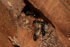 Heteroponera