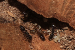 Heteroponera