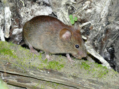 Clethrionomys gapperi