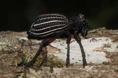 Aegorhinus albolineatus