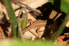 Liolaemus cyanogaster