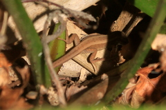 Liolaemus cyanogaster