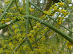 Phoradendron brachystachyum