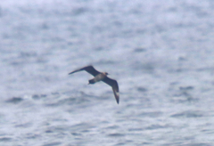 Stercorarius parasiticus