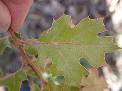 Quercus kelloggii