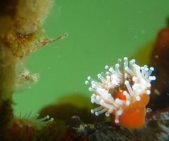 Corynactis californica