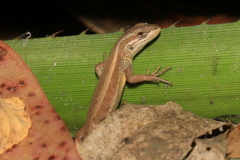 Liolaemus cyanogaster