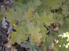 Quercus kelloggii