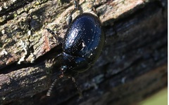 Chrysolina haemoptera