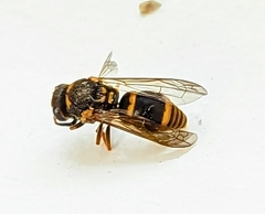 Ropalidia socialistica