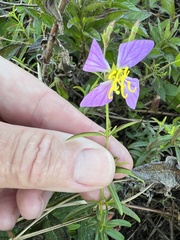 Rhexia mariana mariana