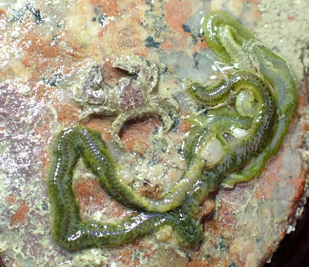 Paddle Worms from Portelet, St Brelade, Jersey on February 25, 2023 at