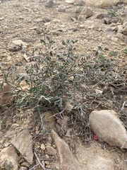Helianthemum stipulatum