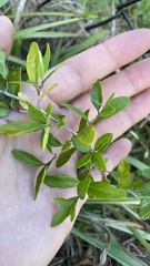 Forestiera segregata