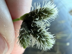 Fuirena scirpoidea