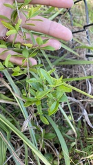 Forestiera segregata