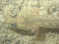 Gyrinophilus porphyriticus