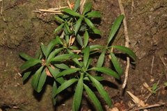 Pseudopanax