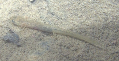 Gyrinophilus porphyriticus