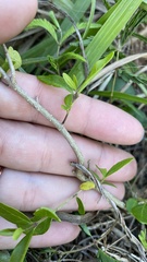 Forestiera segregata