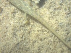 Gyrinophilus porphyriticus