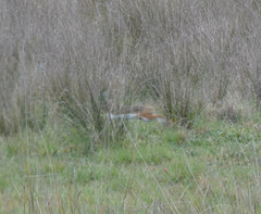 Lepus granatensis