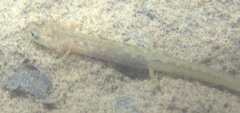 Gyrinophilus porphyriticus