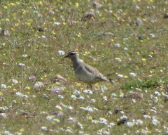 Charadrius morinellus