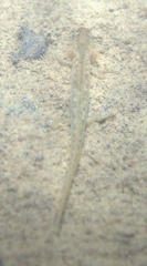 Gyrinophilus porphyriticus