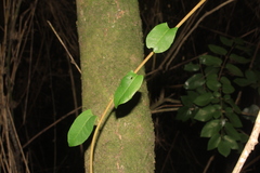 Muehlenbeckia hastulata
