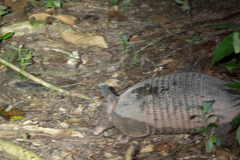 Dasypus novemcinctus