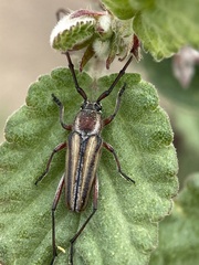 Sphaenothecus bilineatus