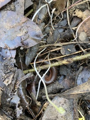 Narceus americanus
