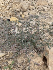 Helianthemum stipulatum
