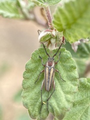 Sphaenothecus bilineatus