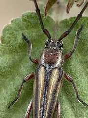 Sphaenothecus bilineatus