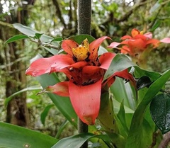 Guzmania