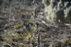 Cirsium pyrenaicum