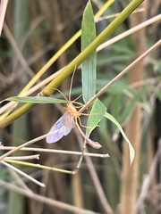 Enicospilus americanus-complex