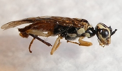 Onycholyda luteicornis