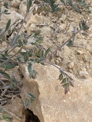 Helianthemum stipulatum