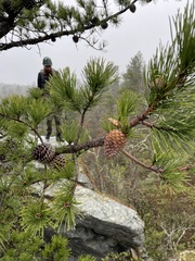 Pinus pungens
