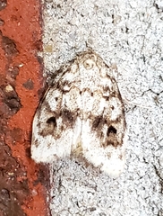 Clemensia ochreata