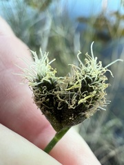 Fuirena scirpoidea