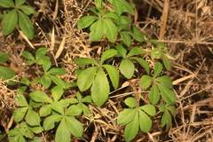 Cissus striata