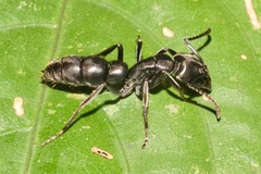 Pachycondyla crassinoda