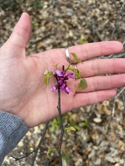 Ungnadia speciosa